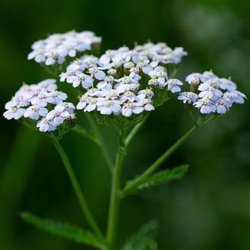 Naturálna voda Rebríček obyčajný Achillea millefolium 1 l
