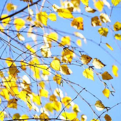 Naturálna voda Breza biela Betula alba 1 l