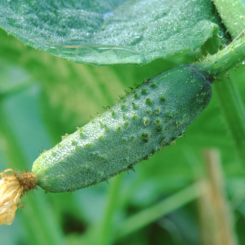 Naturálna voda Uhorkova voda-Cucumis Sativus 1 l