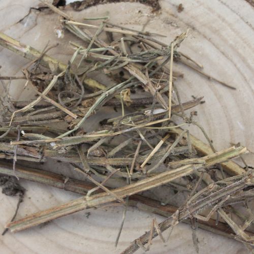 Šalvia muškátová - vňať celá - Salvia sclarea - Folium salvia sclareae 250 g