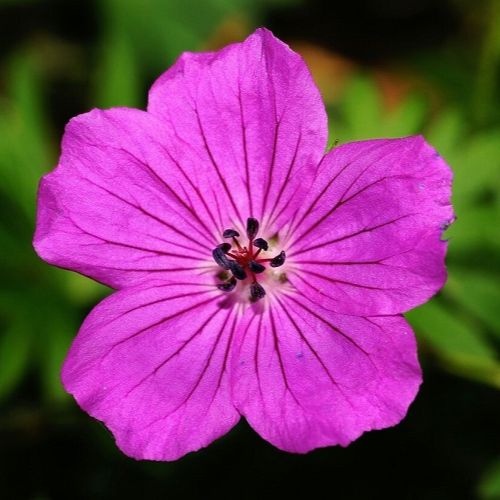Naturálna voda Pakost podzemkatý Geranium macrorrhizum 1l