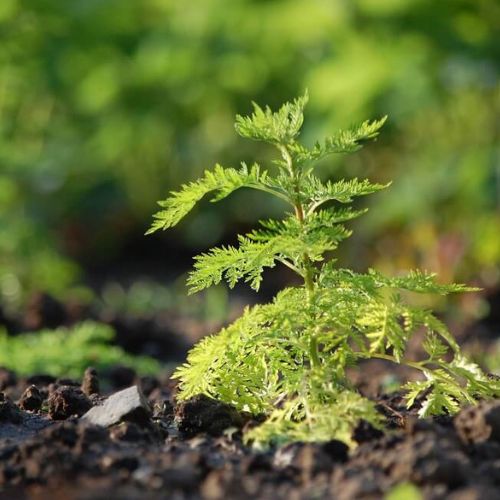 Naturálna voda Palina pravá Artemisia absinthium 1 l