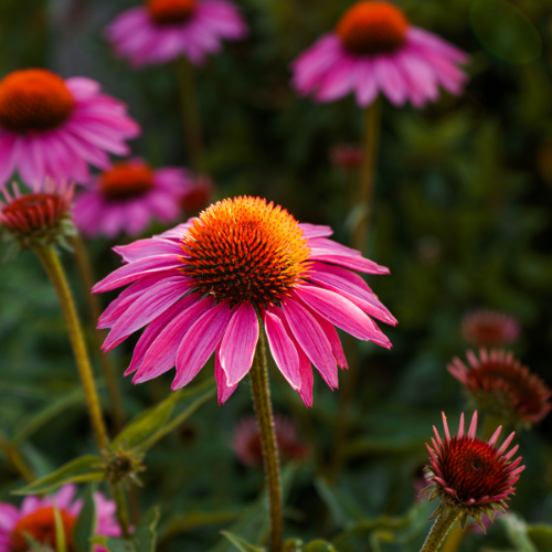 Naturálna voda Echinacea purpurová Echinacea purpurea 1 l