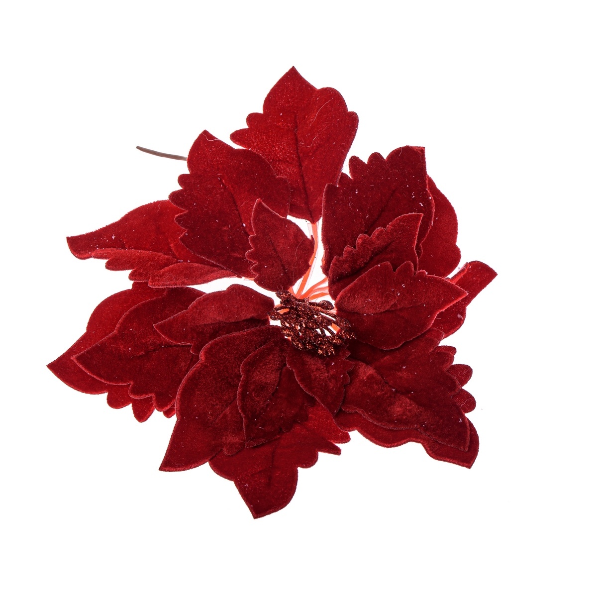 Veľký kvet Poinsettie