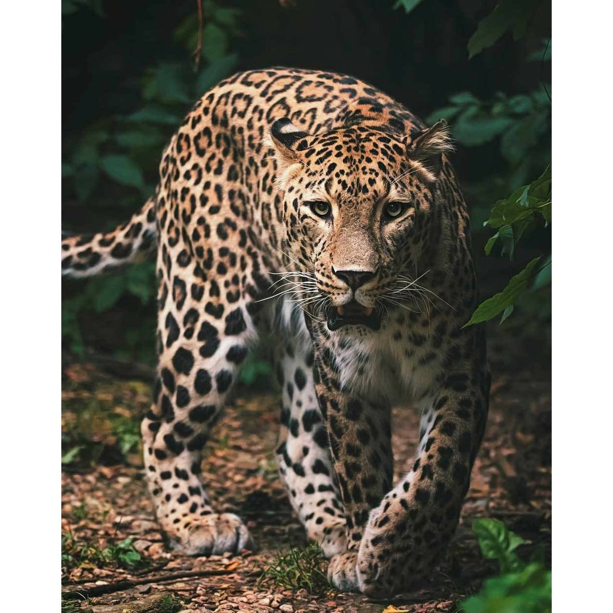 Jerry Fabrics Detská deka Leopard green