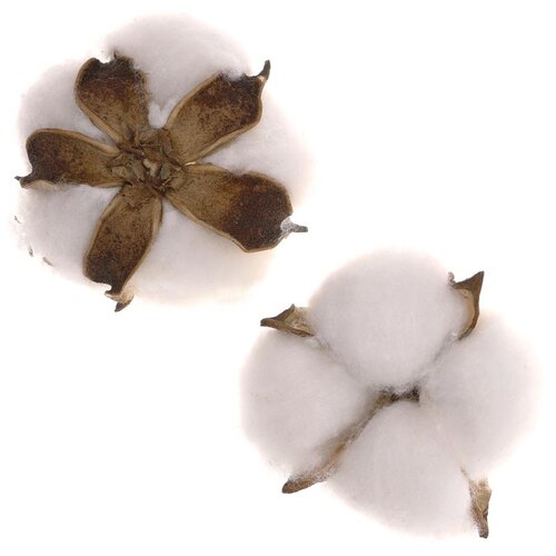 Dekoratívne hlavičky bavlny Dekoratívne hlavičky bavlny