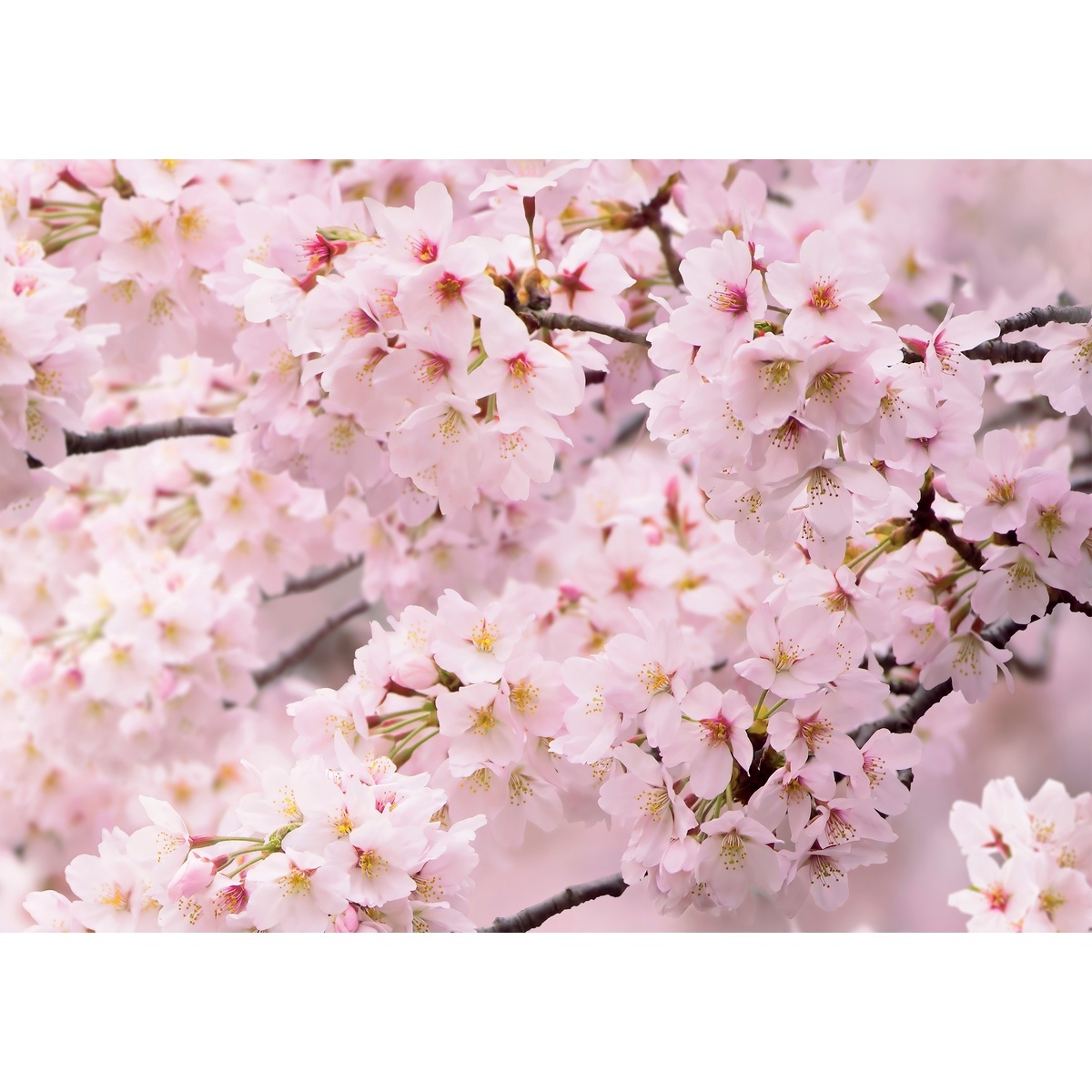 Fototapeta Sakura 180 x 127 cm Fototapeta Sakura 180 x 127 cm