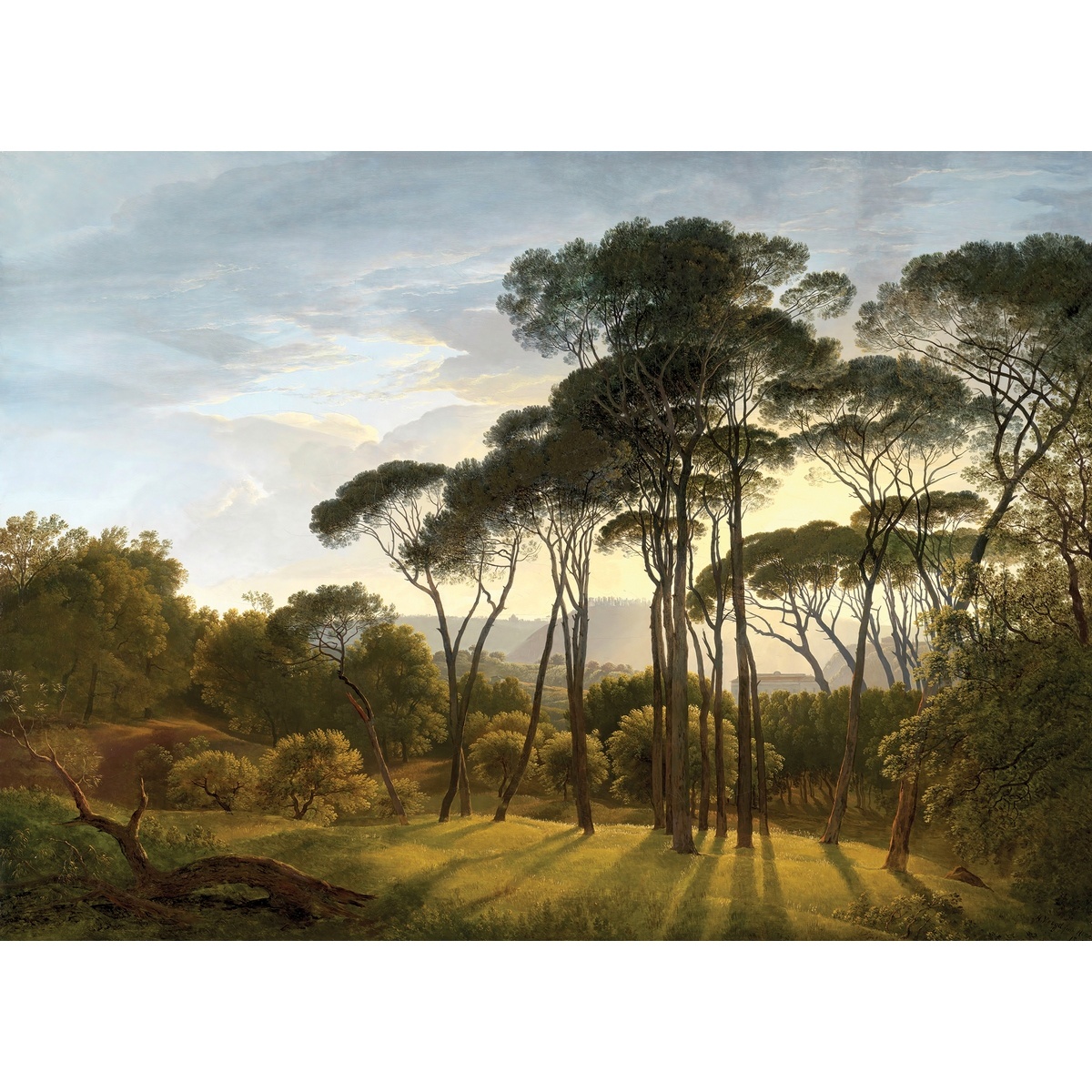 Fototapeta XXL Old Forest 360 x 254 cm Fototapeta XXL Old Forest 360 x 254 cm