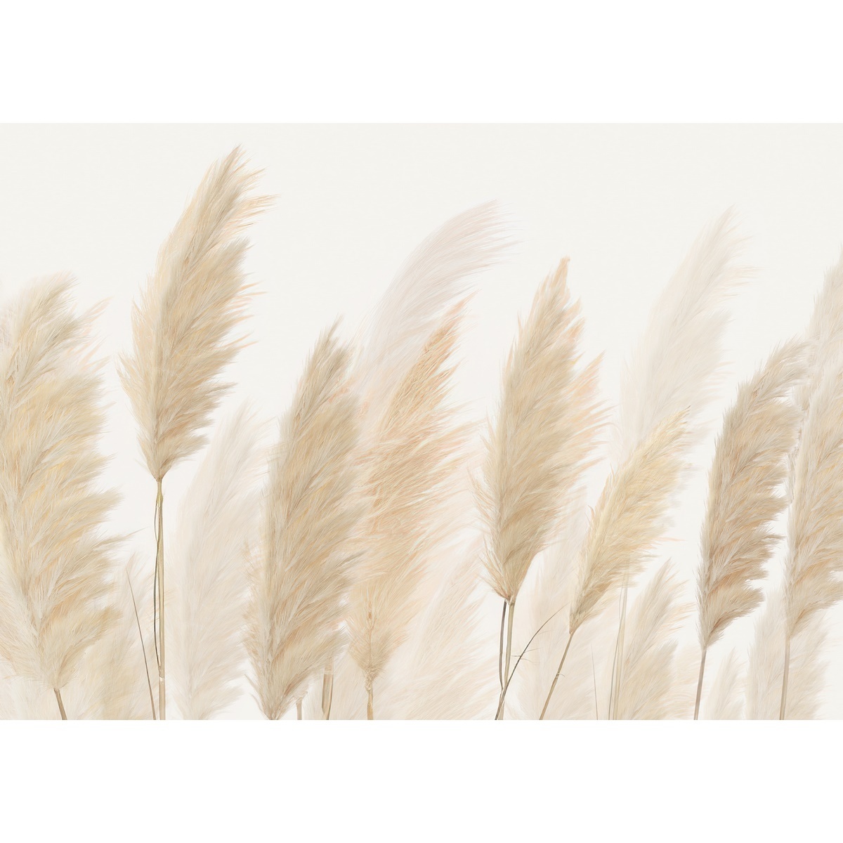 Fototapeta XXL Pampas 360 x 254 cm Fototapeta XXL Pampas 360 x 254 cm