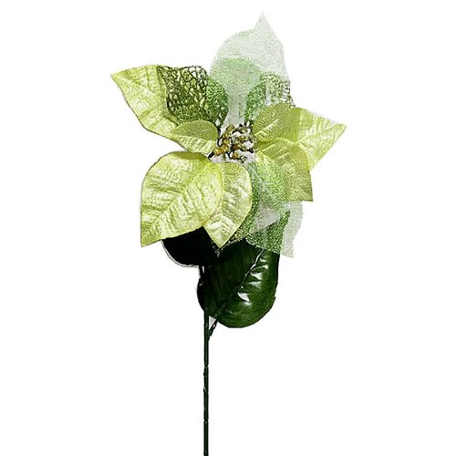 Vianočná ruža zlatá