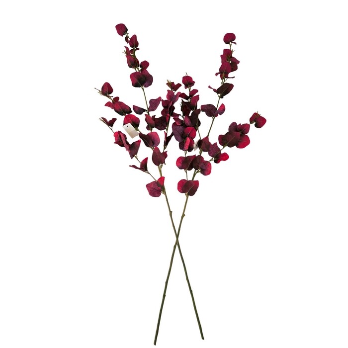 Sada jesenných vetvičiek eukalyptu